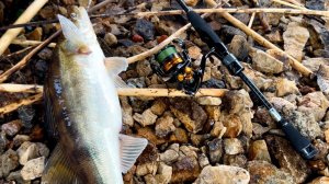 Одна ПРИМАНКА сделала РЫБАЛКУ! Ловля ХИЩНИКА на Москва-реке!