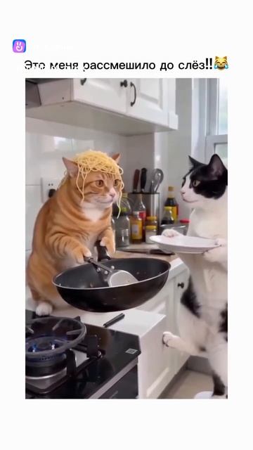 Коты мега ржач