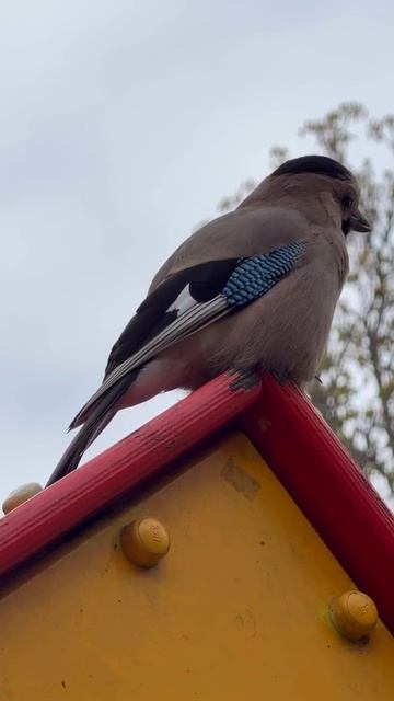 Сойка на крыше