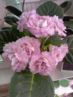 Доброе утро 🙏🧚♂цветочные побалтушки 😊