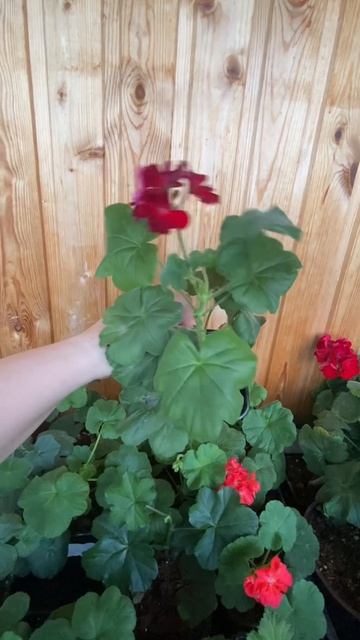 Пеларгония плющелистная (или просто герань)