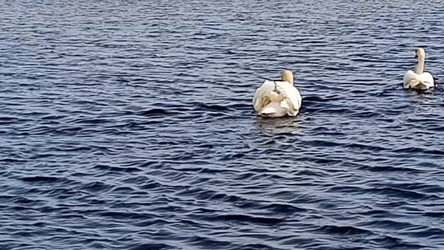 Анапские плавни.