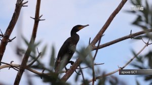Делать корм для животных из добытых бакланов предложили в Приангарье