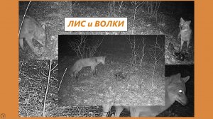 Лис наконец преодолел свой страх. А потом пришли волки. Март 2026