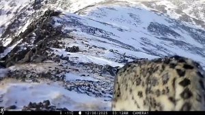 Снежный барс с куцым хвостом в Сайлюгемском нацпарке