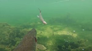 Щука атакует. ТОП 10 поклевок крупной щуки. Подводная съемка.