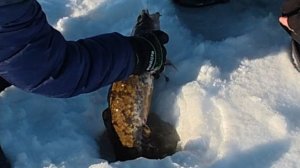 Рыбалка на Рыбинском водохранилище, февраль 2026