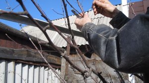 Прививка груши на яблоню.Как привить яблоню весной.Садоводство и огородничество.