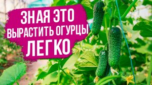 Выращивание огурцов: от посева на рассаду до получения урожая!
