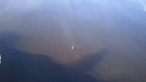 Девушка с удочкой на рыбалке. Летняя рыбалка 2017 на поплавочную удочку. Дети на рыбалке.