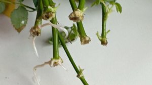 вот такие уже выросли корни у черенков роз 👍😍🙏красота!