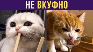 НЕ ВКУФНО! Приколы с котами
