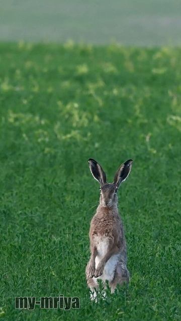 Столбик с ушами 2