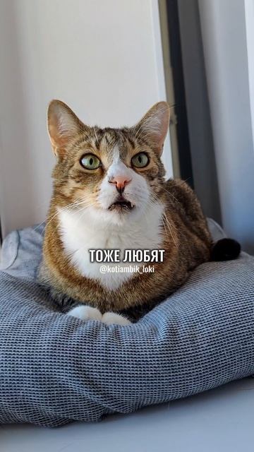 Разговор с Алисой: Люблю своих подписчиков❤️