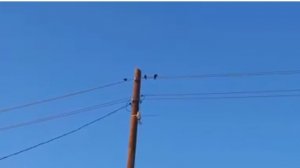 скворцы весне рады)))хожу по участку)))