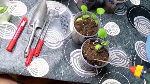 Работы с рассадой баклажанов на начало апреля