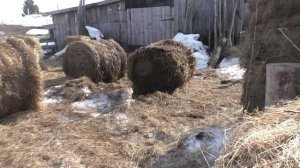 Весна в деревне, трактор, сено.  Деревня Окунево.