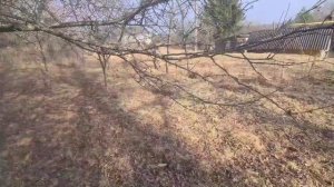 Курочка по зёрнышку клюёт...