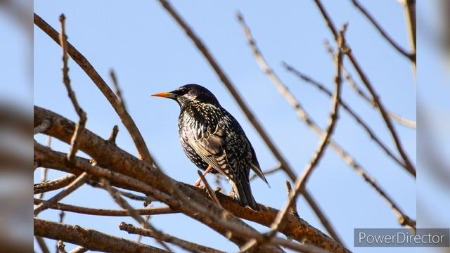Липецкая обл. д.Александровка. Апрель 2024 г.