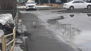 Кошечка Муся из нашего двора!!!)❤❤😃✍🙏👍😁🤗🐱