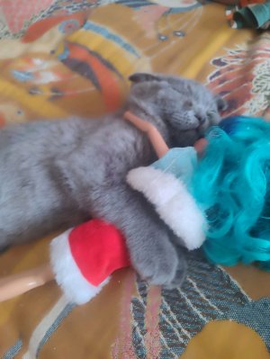 мир кис 🐱🐱🐱🐱