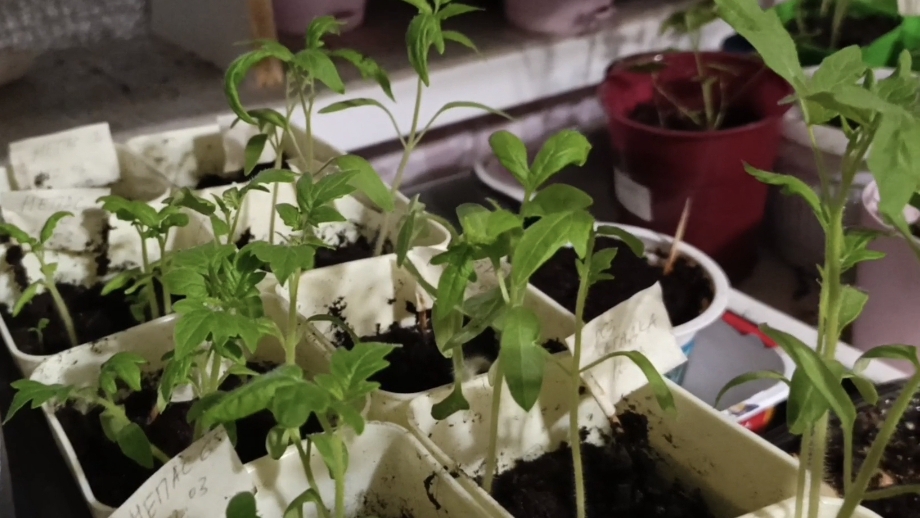 Моя рассада на 1 апреля 2026