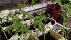 Моя рассада на 1 апреля 2026