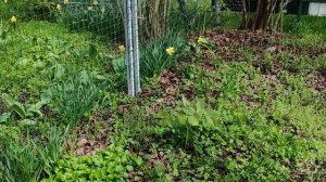 Немного о нашей даче. Когда купили, почему купили и как ведем хозяйство. Краснодар, дача, 02.04.26.