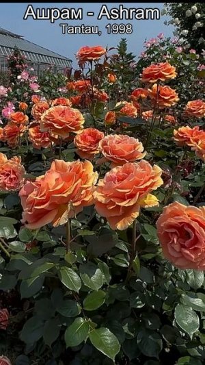 Роза Ашрам (Ashram, Tantau, 1998)