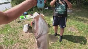 Ловля трофейного толстолоба. Эта снасть ловит всегда. Рыбалка с ночевкой