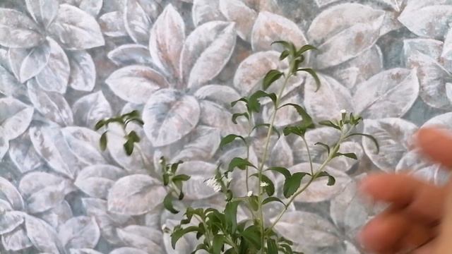 Стевия зацвела в домашних условиях