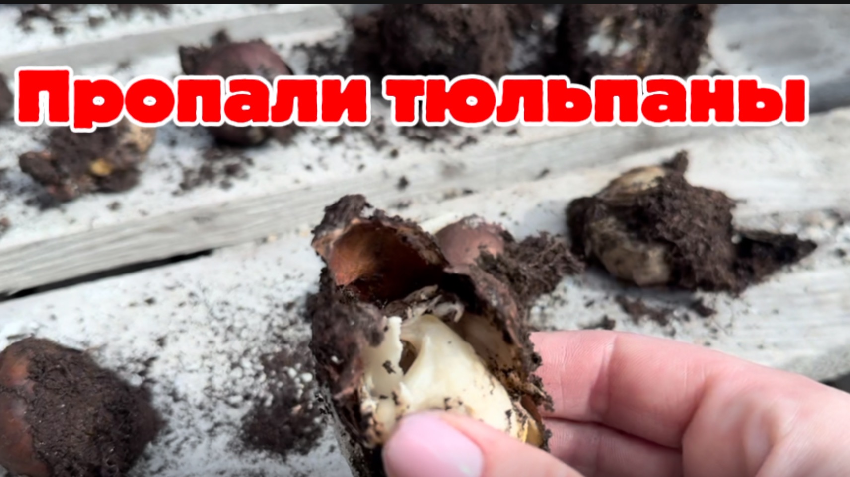 Пропали луковицы тюльпанов в кашпо