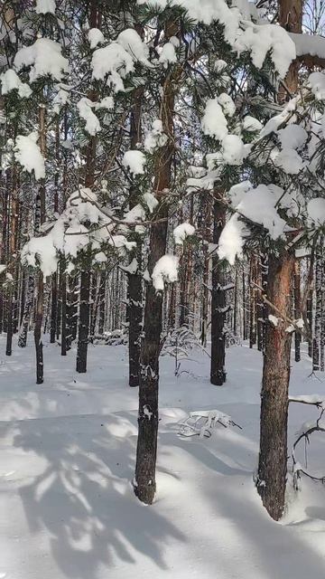 Весенний день в лесу