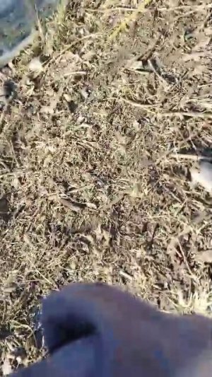 99 ночей в лесу с оленем