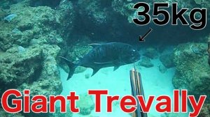 Подводная охота на рыбу / Рыба-ажи оказалась просто непобедимой…