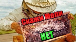 Моль в улье борьба ...🐝🐝
