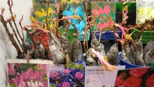 Чудеса на выставке "Дача.Сад. Малая механизация" ВДНХ 2026