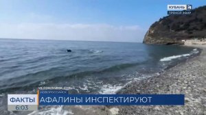 Плещущихся на мелководье дельфинов заметили на пляже под Новороссийском