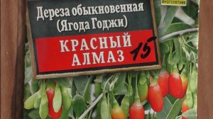 Как вырастить дерезу (ягода годжи) из семян