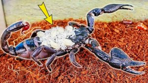 Скорпион неожиданно родил кучу малышей! Что я с ними буду делать?!?