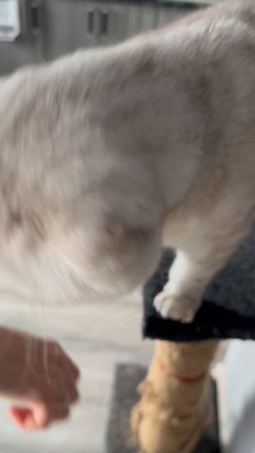 Котик играет