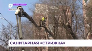Во Владивостоке проводится санитарная обрезка деревьев