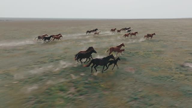 Сельское хозяйство Калмыкии. Red Komodo 6k Lomo