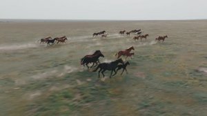 Сельское хозяйство Калмыкии. Red Komodo 6k Lomo