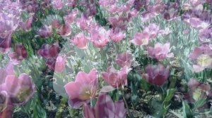 Парад тюльпанов 2026