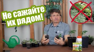 Что с чем нельзя сажать: список культур, которые нельзя располагать рядом