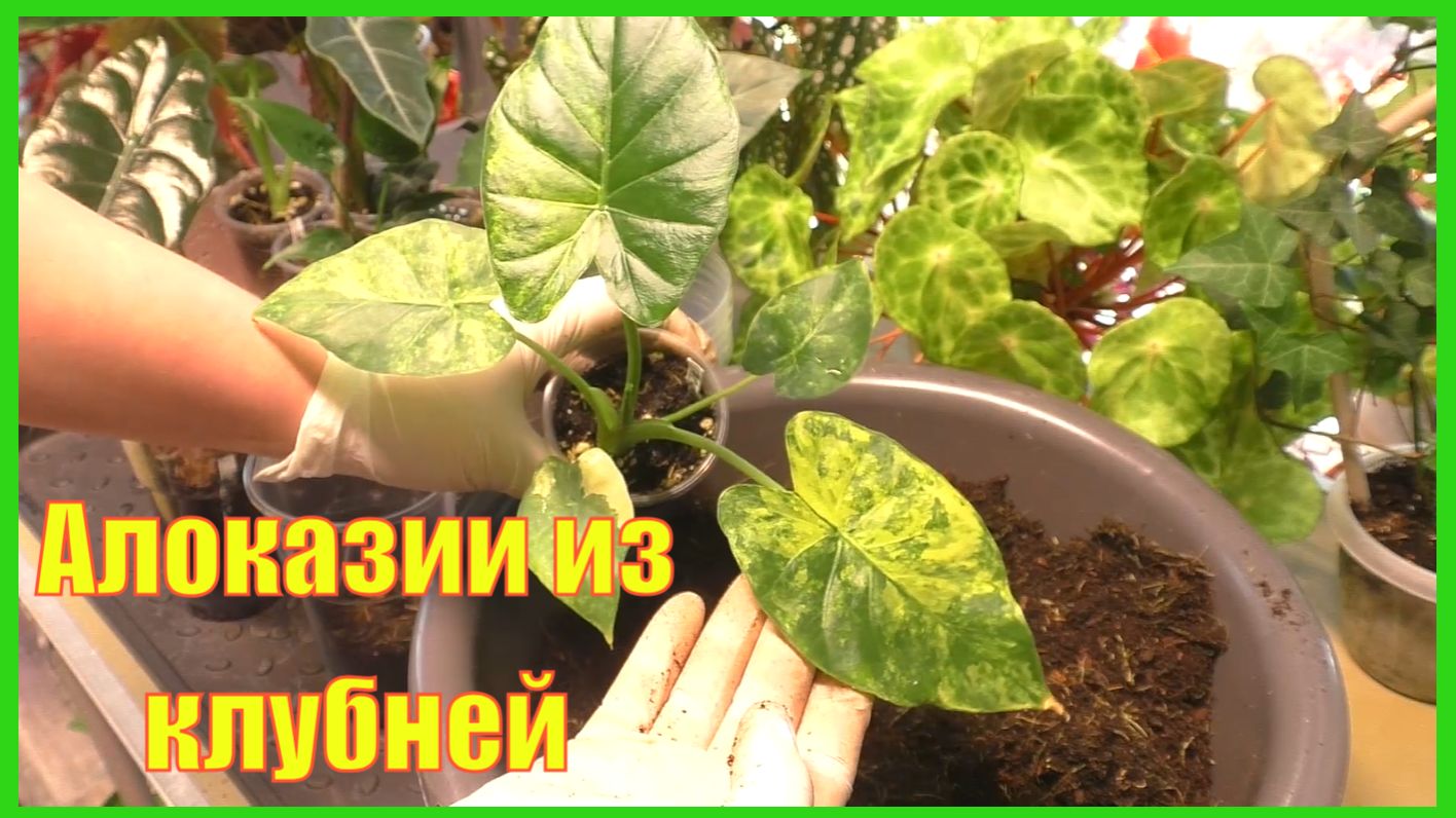Пересадка алоказий. Алоказии из клубней с Авито.