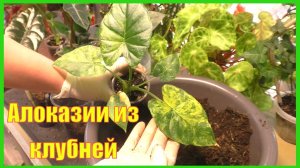 Пересадка алоказий. Алоказии из клубней с Авито.
