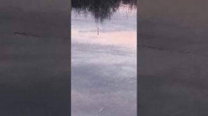 Ловля на Херабуну На слабом течении с дробинкой. Херабуна на речке.