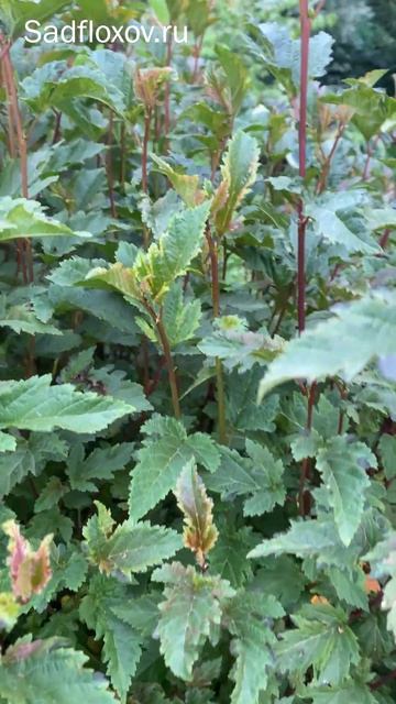 Пузыреплодники All Black и Хамелеон